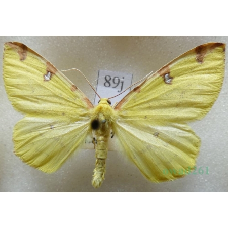 Opisthograptis luteolata (Linnaeus, 1758) male Mokosz cierniowiak Czech89j